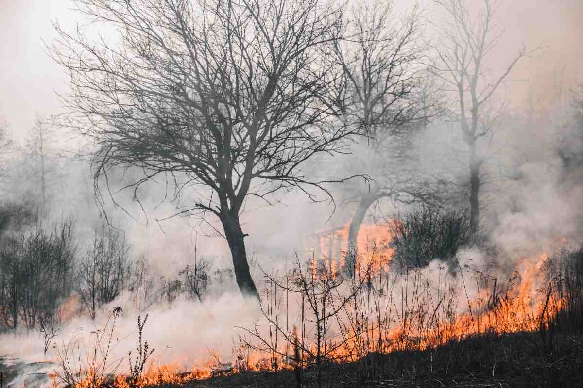اليوم العالمي للأرصاد الجوية 2022: دراسة جديدة تظهر أن الدخان الناتج عن حرائق الغابات يمكن أن يدمر طبقة الأوزون