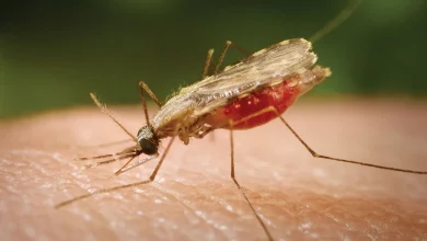 मलेरिया