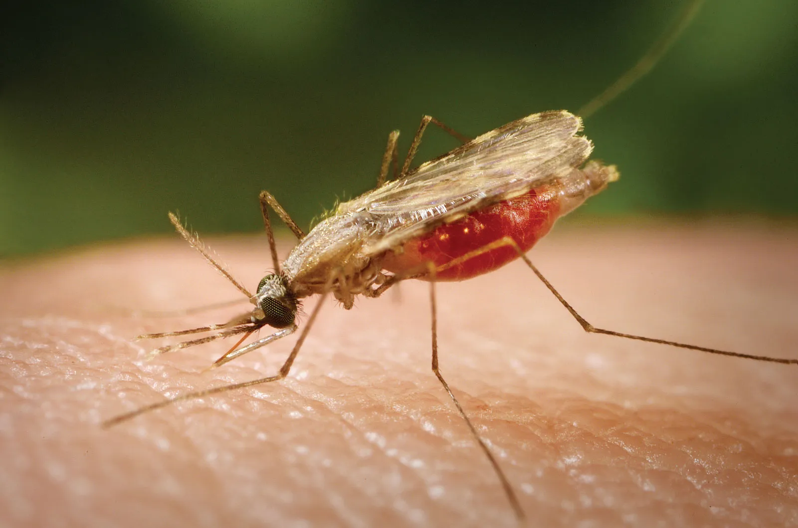ملاريا