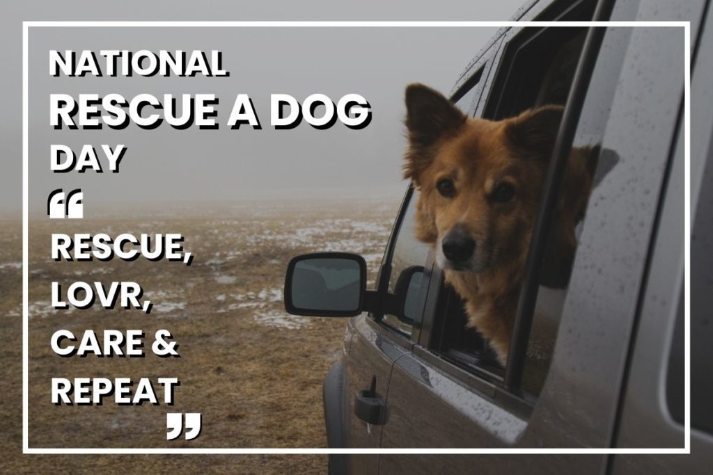 اليوم الوطني لإنقاذ كلب