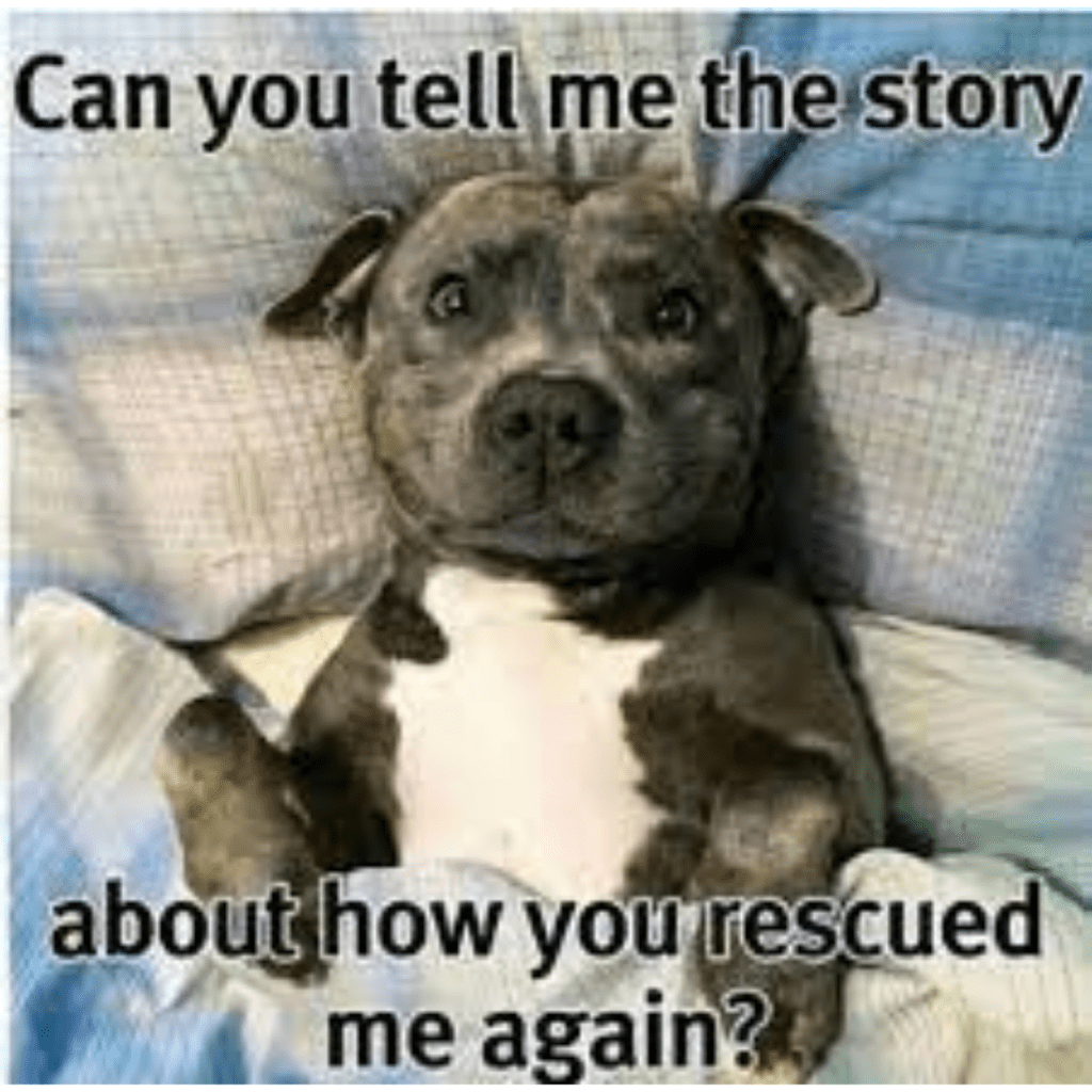 اقتباسات من National Rescue a Dog Day 2022