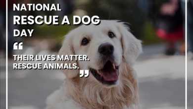 National Rescue Dog Day in the US and Canada 2022: Top Quotes, Images, Instagram Captions, Memes