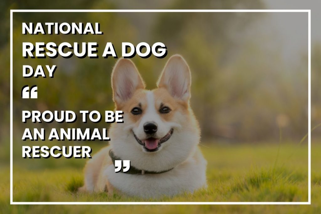 National Rescue a Dog Day 2022