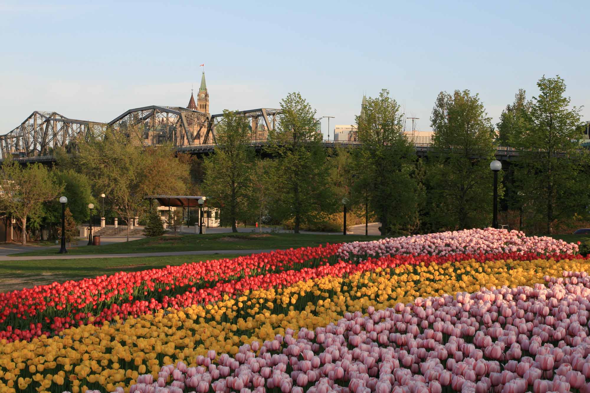 Canadian Tulip Festival Ottawa 2022: From History, Significance, to Theme, All You Need to Know
