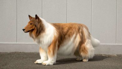 جاپانی شخص نے 12 لاکھ روپے خرچ کر کے خود کو کتا بنا لیا، کمپنی نے کتے کا لباس بنانے میں 40 دن لگ گئے