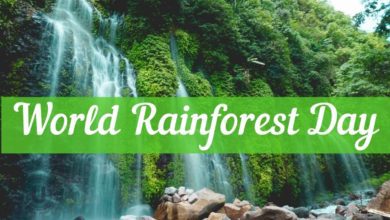 World Rainforest Day 2022: Instagram Captions, Facebook Greetings, WhatsApp Status, Twitter Quotes, Posters, and Cliparts To Share