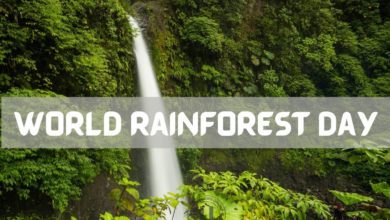 اليوم العالمي للغابات المطيرة 2022: الموضوع الحالي والاقتباسات والشعارات والرسائل والصور للمشاركة