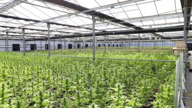 5 Effective Innovations in Cannabis Growing Field