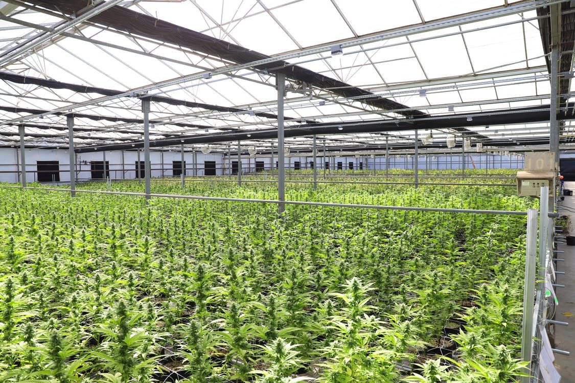 5 Effective Innovations in Cannabis Growing Field