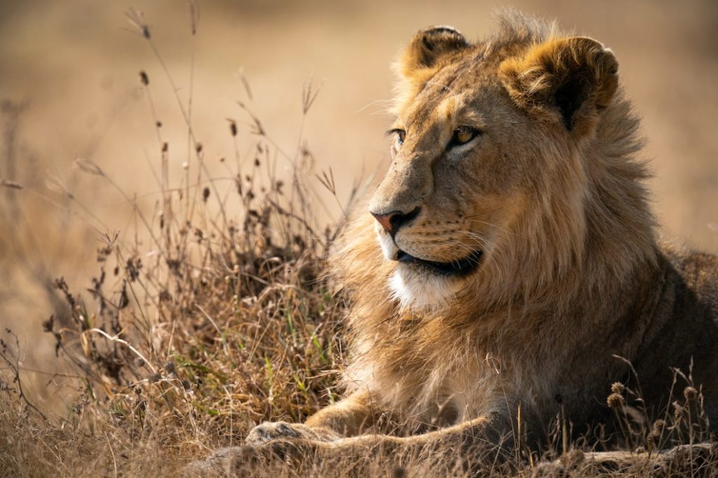 World Lion Day 2022 Messages