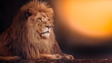 World Lion Day 2022: Current Theme, History, Significance, Quotes, Drawings, Posters, Images, and Messages
