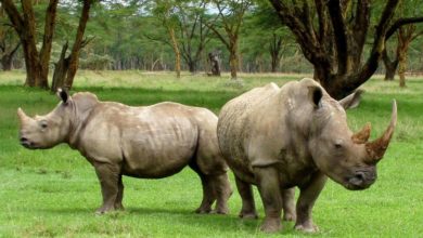 World Rhino Day 2022: Theme, History, Significance, Importance, Quotes, and Activities