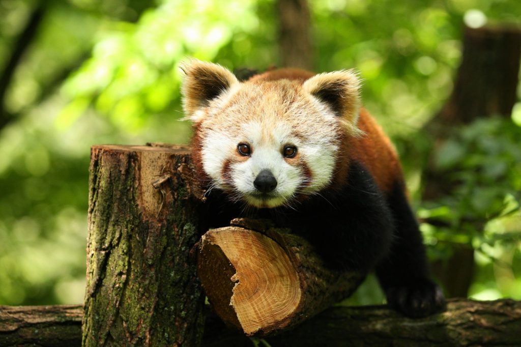 World Red Panda Day 2022 Quotes