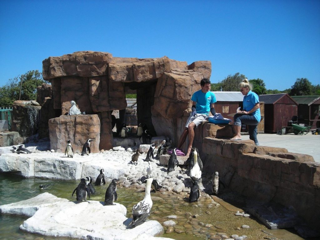 पोर्ट एलिझाबेथ पेंग्विन