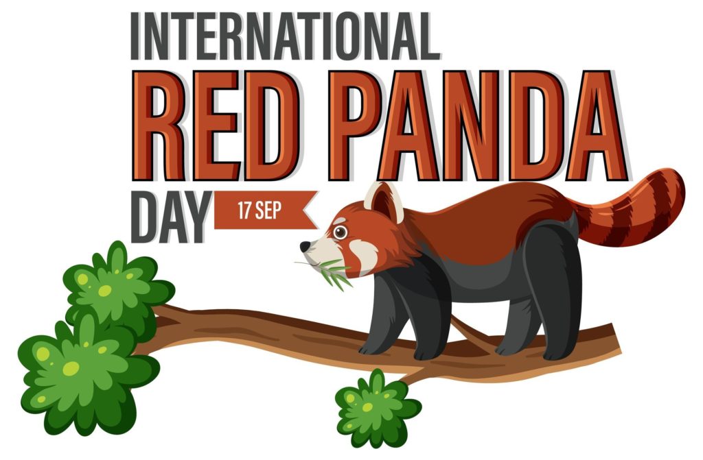 World Red Panda Day 2022
