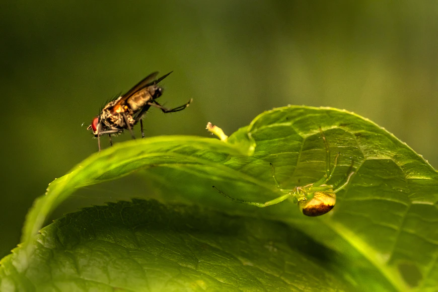 Insects Cause More Harm to Your Plants – Here’s How to Prevent It