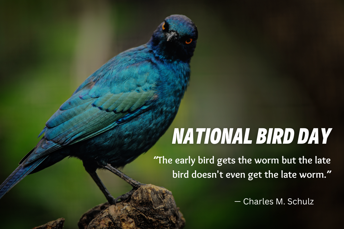 National Bird Day in the United States 2023: Slogans, Images, Messages, Posters, Wishes, Greetings and Instagram Captions to appreciate the beauty and importance of wild birds
