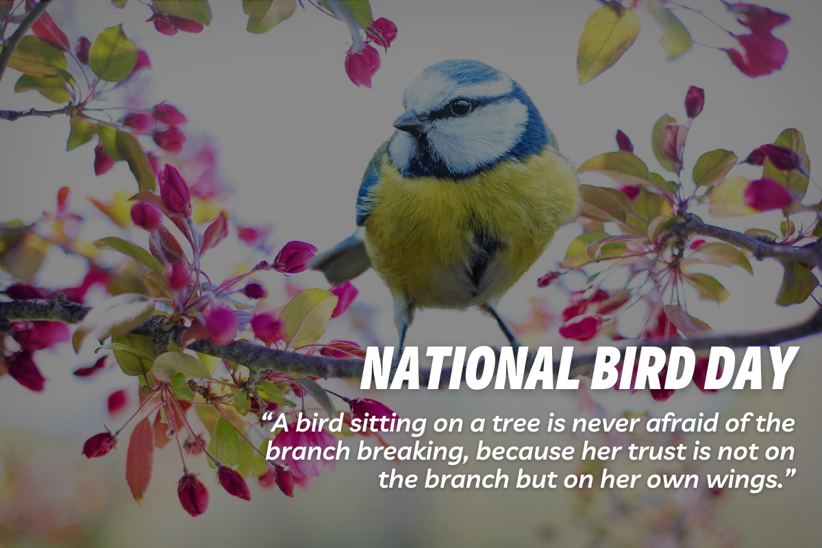 National Bird Day 2023