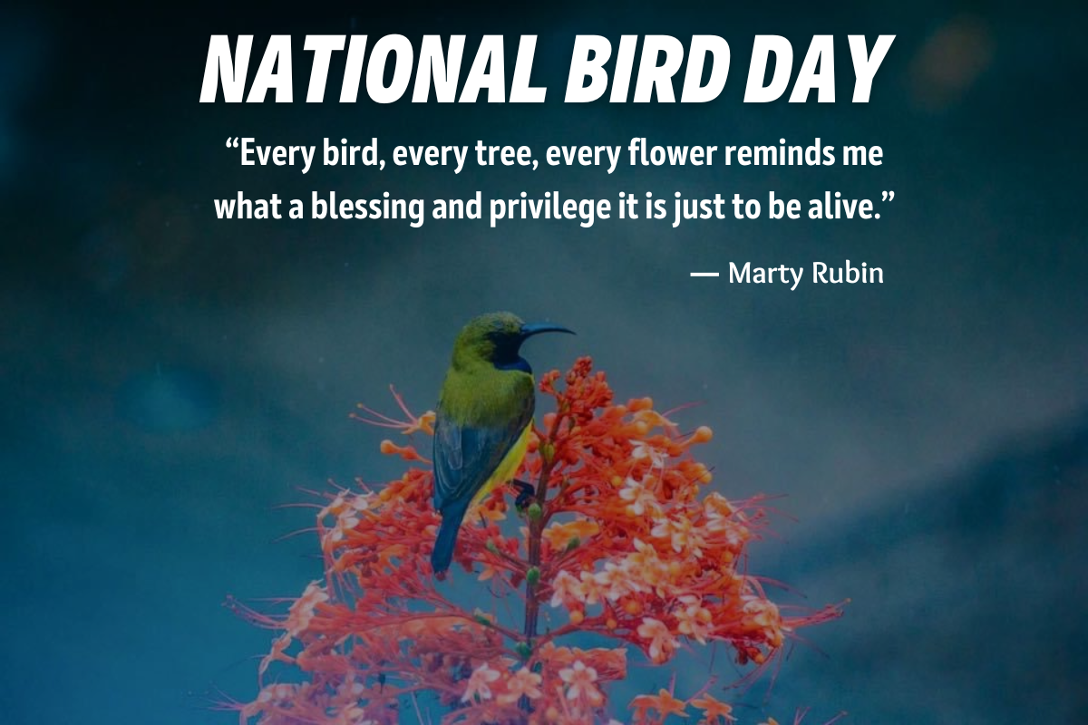National Bird Day 2023 Quotes
