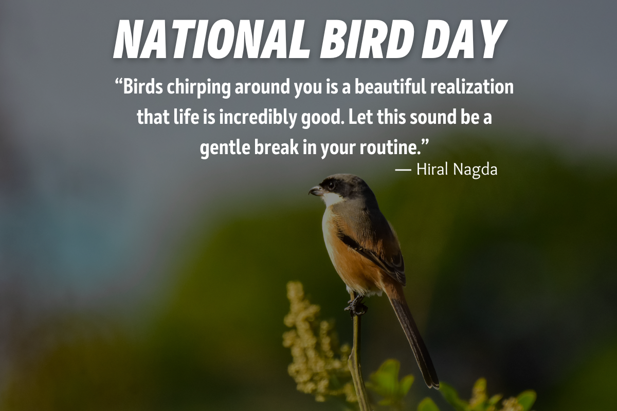 National Bird Day 2023 Images