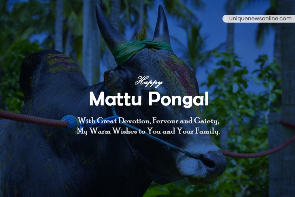 Mattu Pongal Images