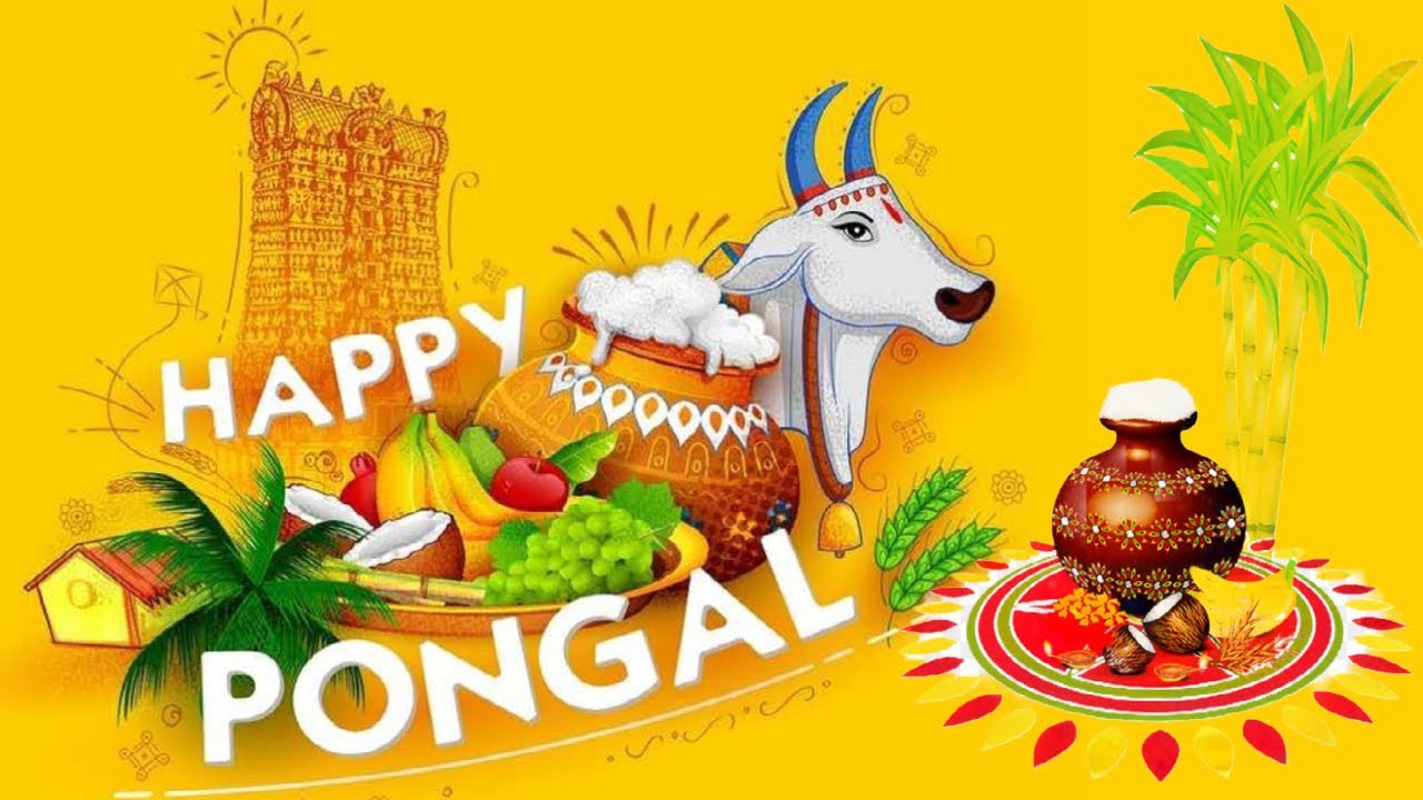 Happy Pongal 2023 30+ Best Tamil, Telugu, and Kannada WhatsApp Status Video to Download For Free
