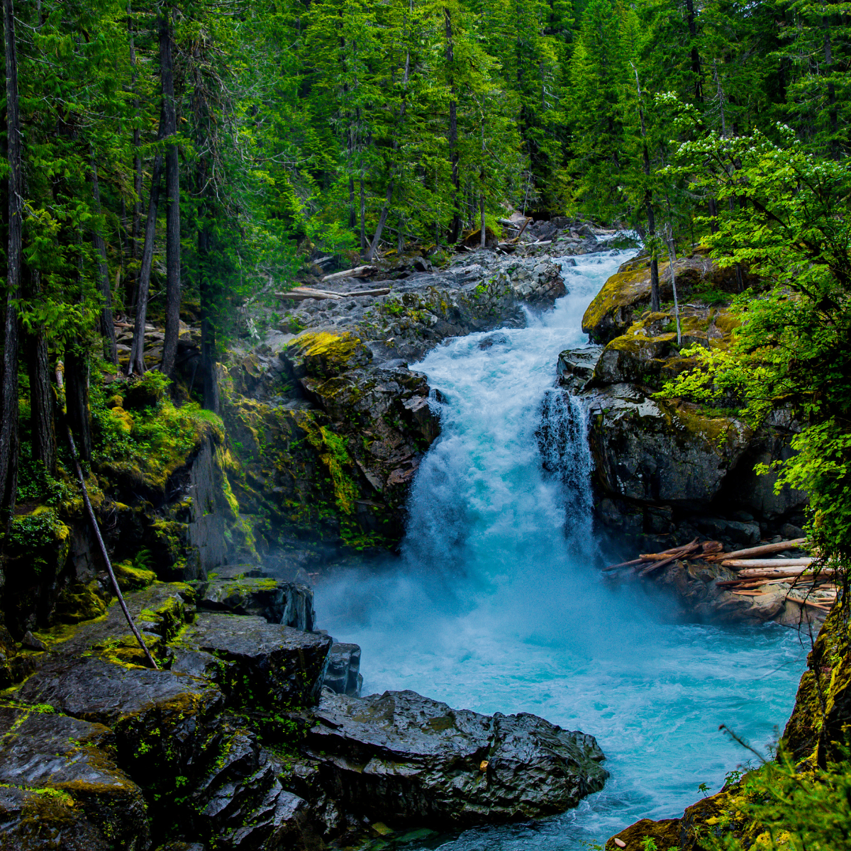Mesmerizing forests and rivers wallpapers