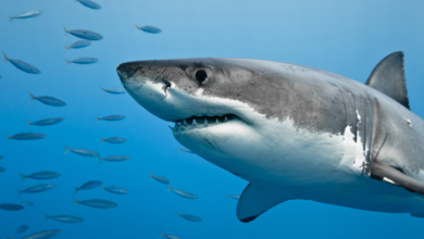 Are You Having Dreams About Sharks? Here is What It Means!