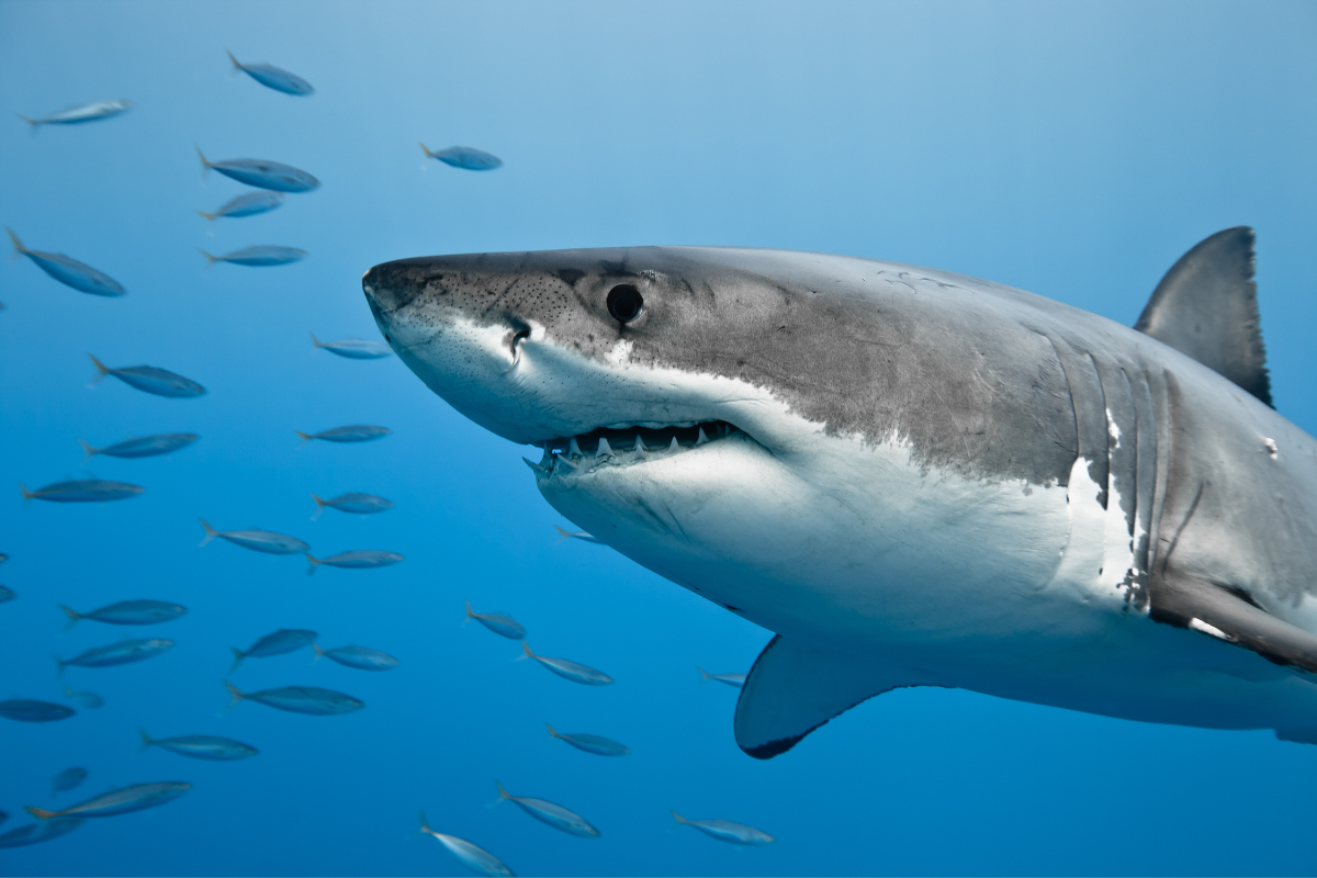 Are You Having Dreams About Sharks? Here is What It Means!