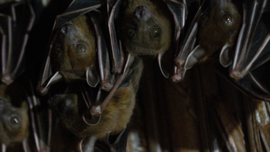 Are You Having Dreams about Bats? Here's What It Indicates You