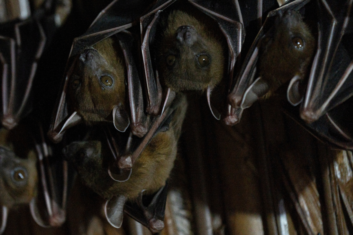 Are You Having Dreams about Bats? Here's What It Indicates You