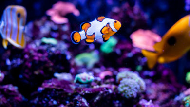 Beyond Fish Tanks: Innovative Concepts in Aqua Dream Aquarium Designs