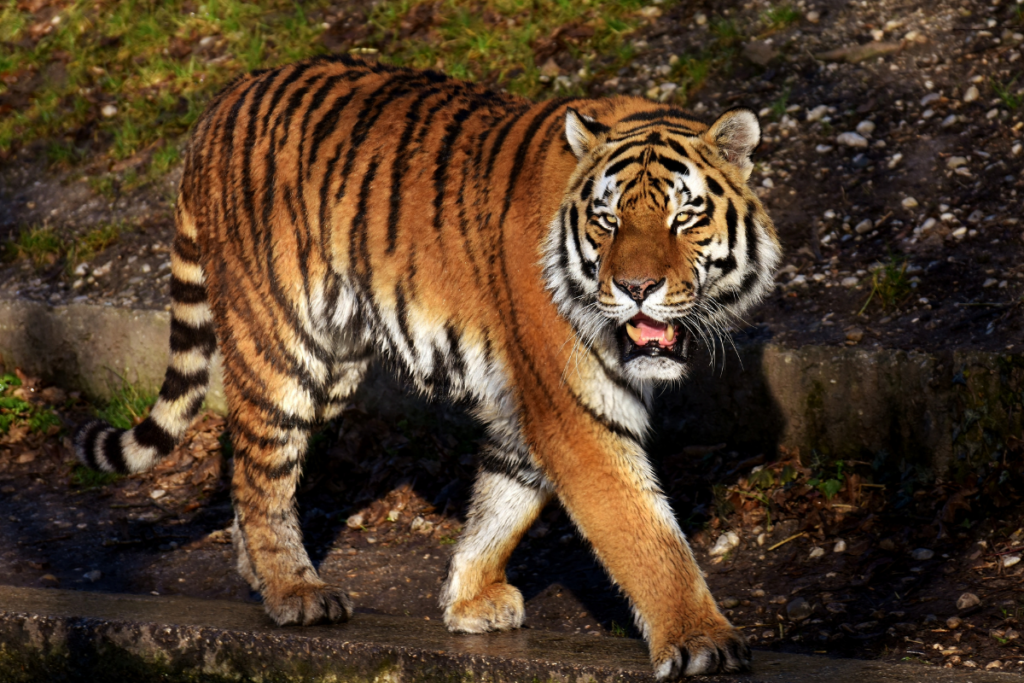 International Tiger Day Quotes
