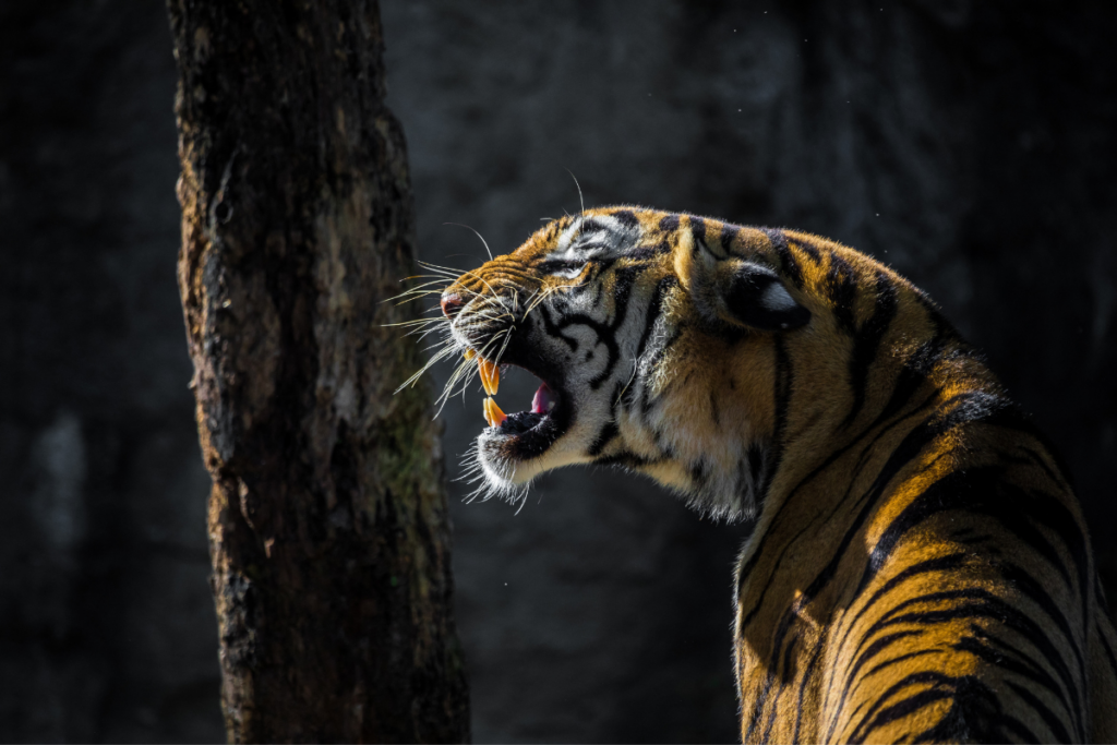 International Tiger Day Images