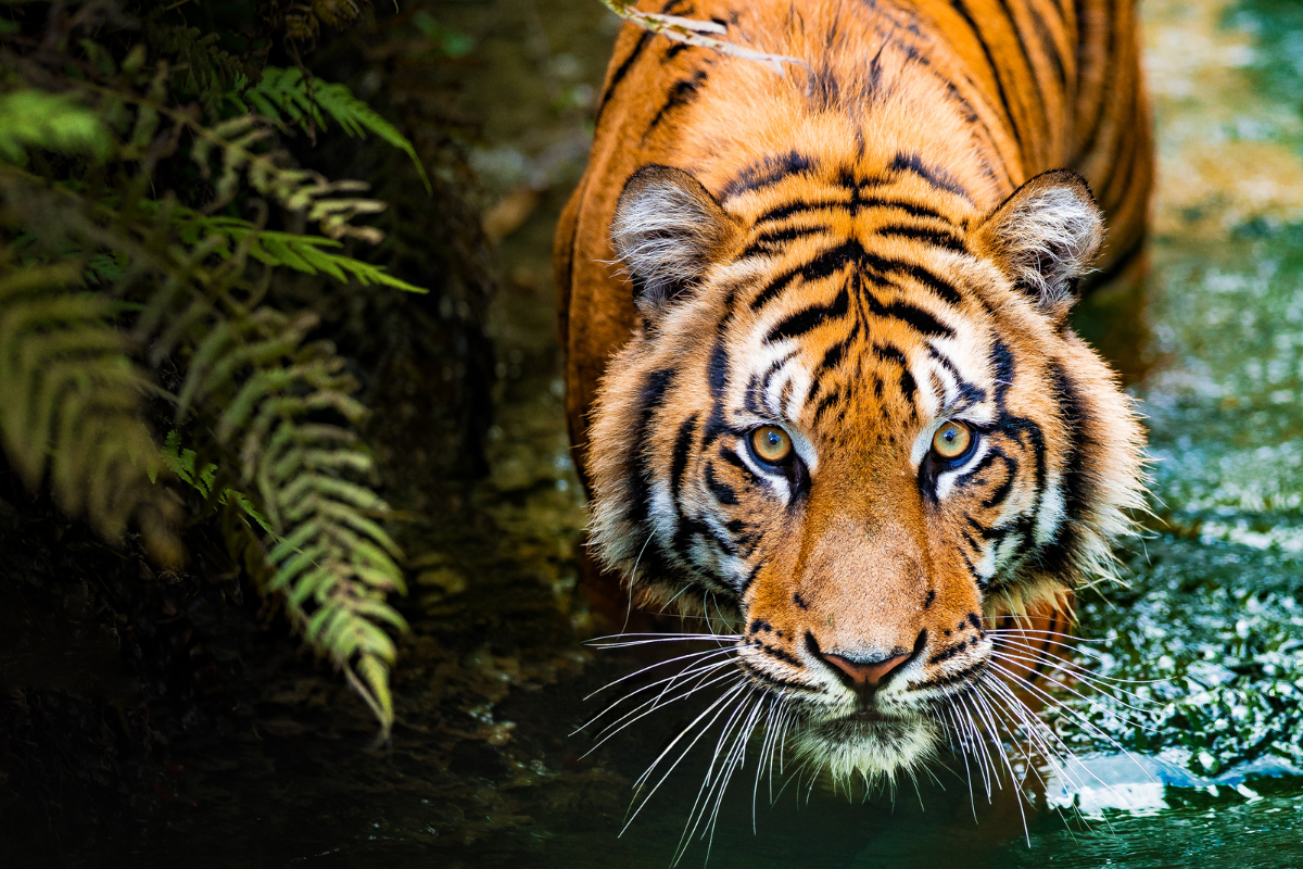 International Tiger Day 2023 Theme, Quotes, Images, Messages, Drawings, Posters, Banners, Captions and Cliparts to Create Awareness