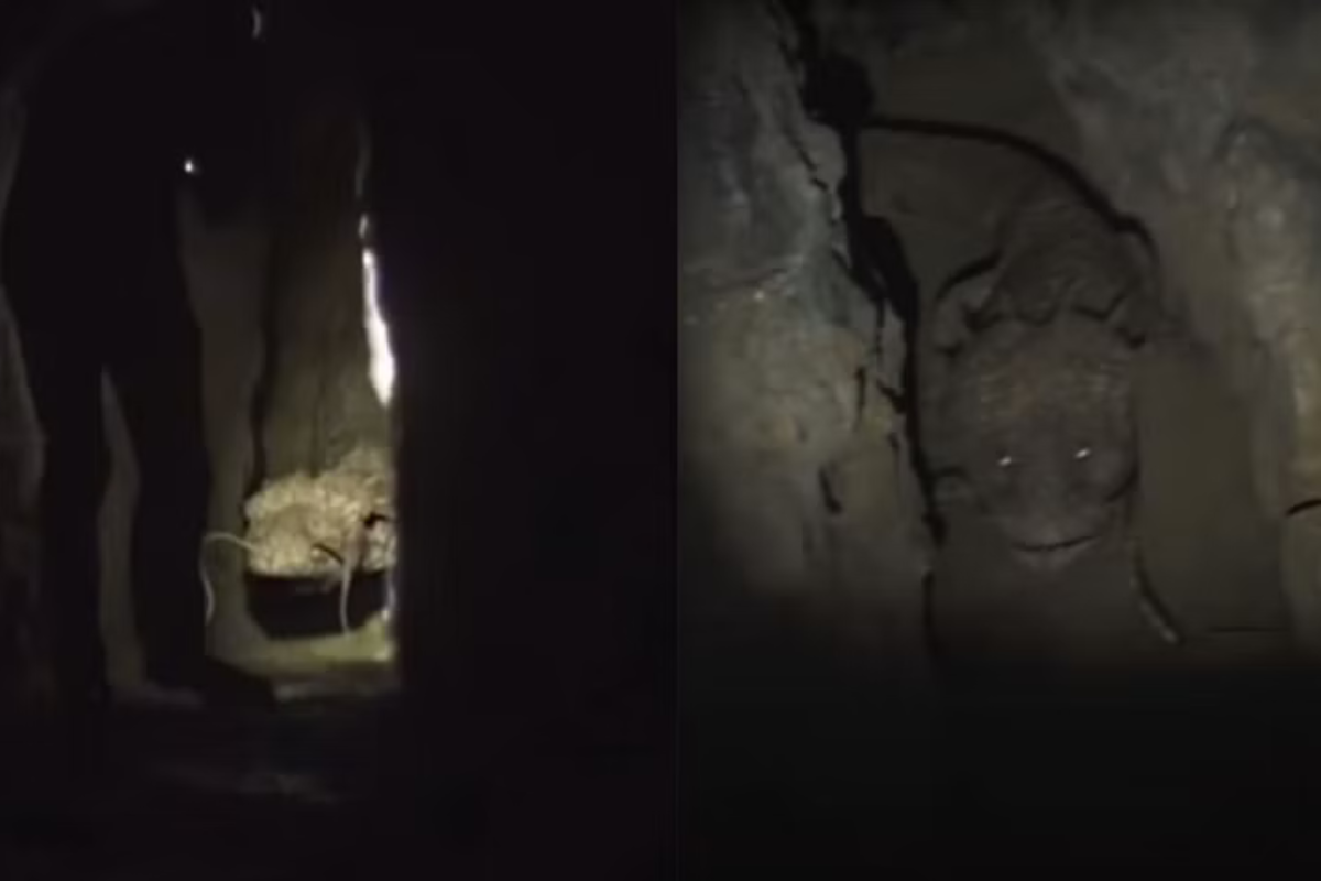 Is the Cave Wyrm real or fake? Watch the viral TikTok video