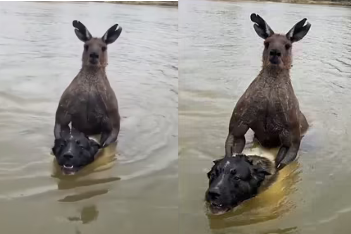 Watch a viral video of an Australian man fighting a kangaroo to save his dog. Read to know more