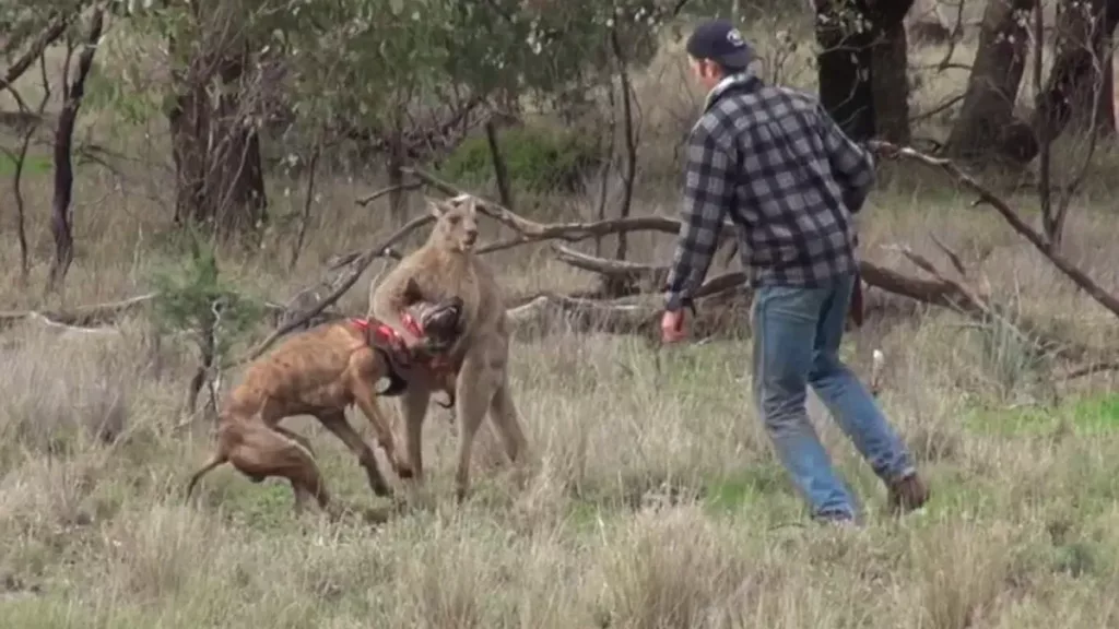 Man fights kangaroo to save his dog