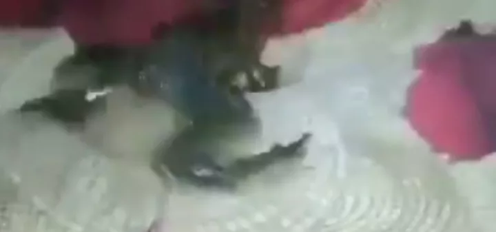 Viral Twitter Frog Video