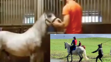 Online Users Are Disgusted As Clip Similar To Michael Hanley Horse Video Resurfaced Online