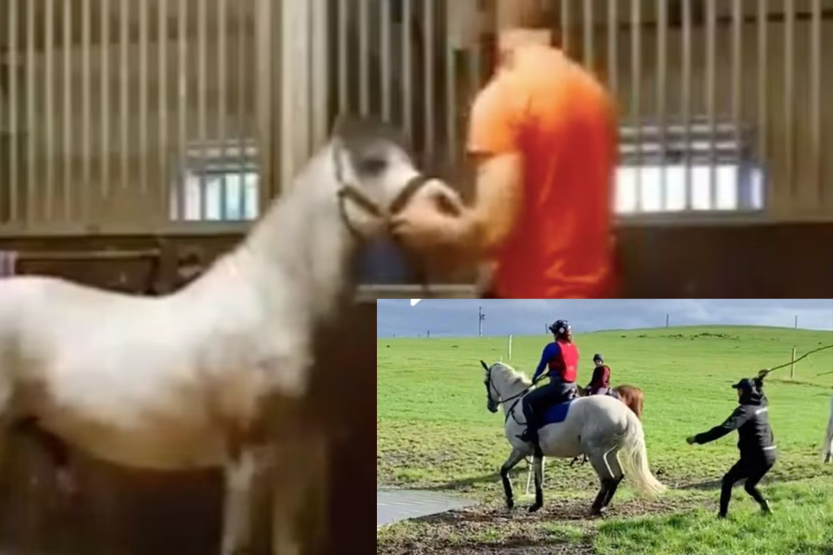Online Users Are Disgusted As Clip Similar To Michael Hanley Horse Video Resurfaced Online
