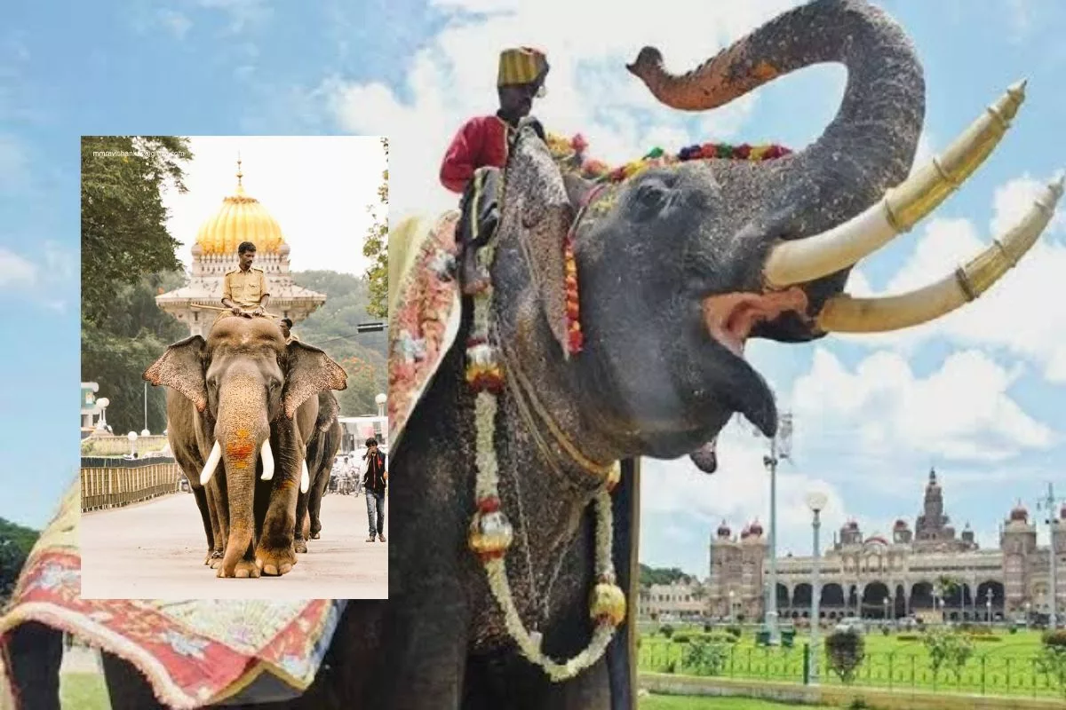 Ambari Elephant Arjuna Death Cause: How did the famous elephant die?
