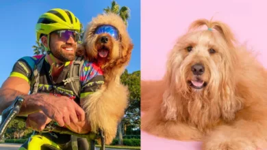 Who is BrodieThatDood? Goldendoodle dog viral on Instagram and TikTok