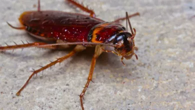Japanese Man's House Caught Fire While Trying To Kill A Cockroach