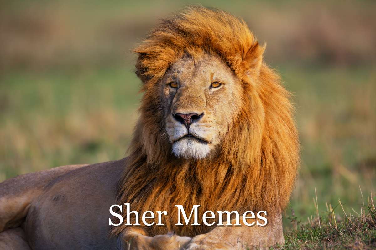Sher Funny Memes and Jokes: Internet Is Being Taken Away By The Sher Memes, Here's What It Is