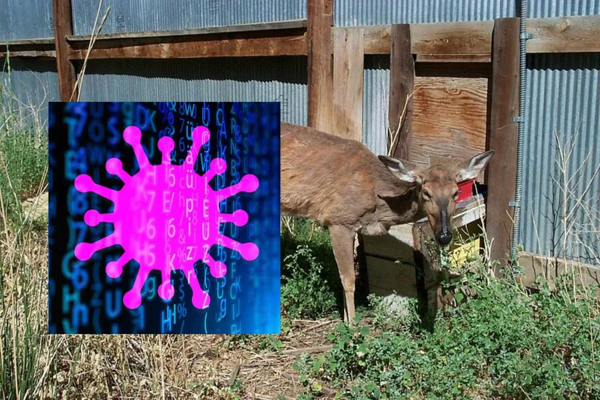 US Researchers Warns as 'Zombie Deer Disease' Cases Surge, Can Infect Mankind