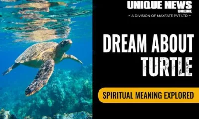 Dream About Turtle Meaning