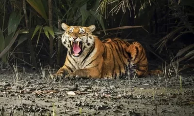 First state-wide estimation by Odisha govt puts tiger population at 30