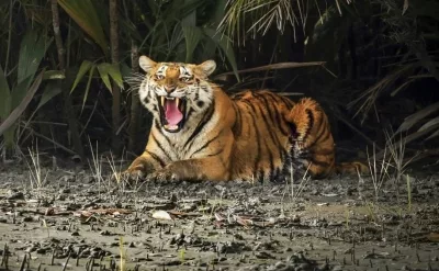First state-wide estimation by Odisha govt puts tiger population at 30