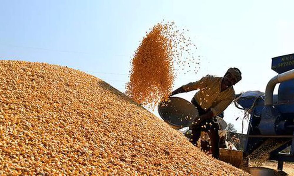 Govt to start maize purchase by distillers at guaranteed price from farmers